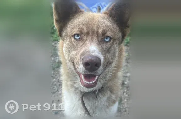 Пропала собака, мальчик с голубыми глазами, Ставрополь, Воронежская, Ставрополь - photo