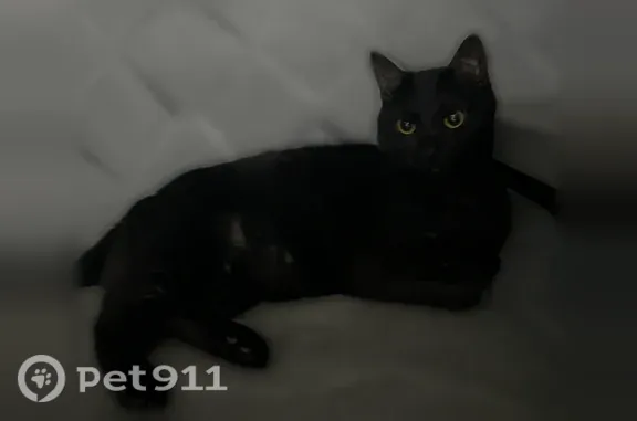 Пропала кошка, Мичурина, д. 6, Королёв — полностью чёрная, короткий хвост - photo