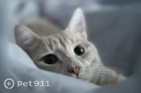 Пропала кошка, Невзоровых, д. 38/6, Нижний Новгород — пугливая - photo