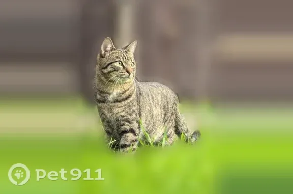 Пропала кошка, Поселок Топольки, Лесной, д. 29, Топольки — полосатый годовалый котик - photo