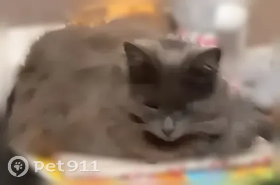 Пропала кошка, Иваново, Силикатная, д. 2 — один глаз - photo