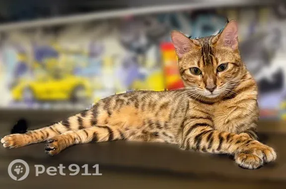 Пропала кошка, Поселок Сухая Балка, Жемчужная, д. 10, Сухая балка - photo