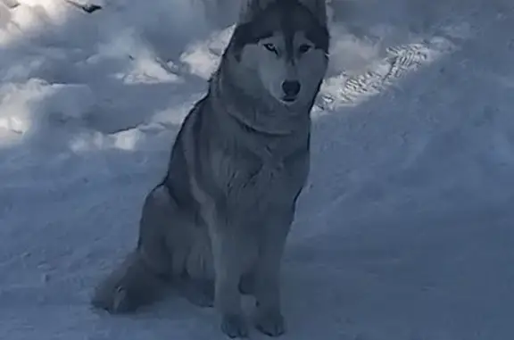 Пропала собака породы Сибирский хаски в Иркутской области