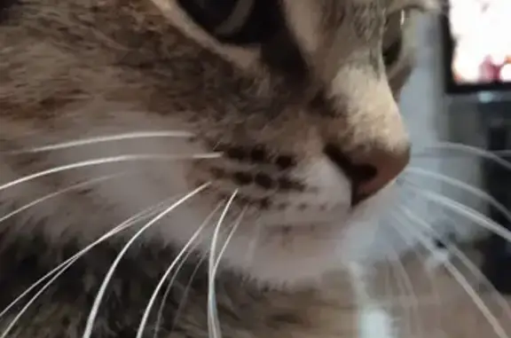 Кошки потеряшки, Тольятти, фото: Потеряшка рыжая кошка на Южном шоссе, 39