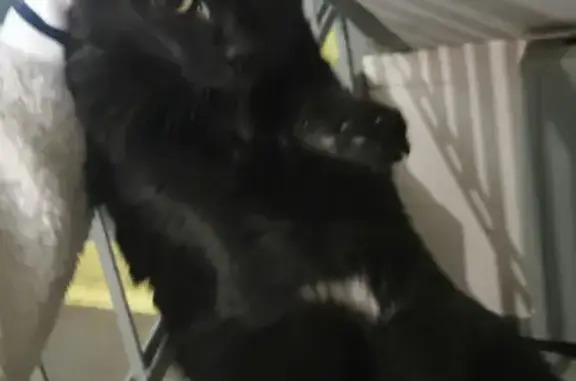Пропала кошка Толстая на Зелёном проспекте, нашлась под лестницей