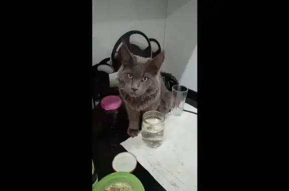 Объявления о пропавших и найденных животных, Волгоград, фото: Пропала кошка в Камышине: помогите найти!