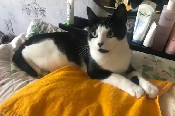 Кошки потеряшки, Санкт-Петербург, фото: Потеряшка кошка на Северном проспекте 16к1, СПб