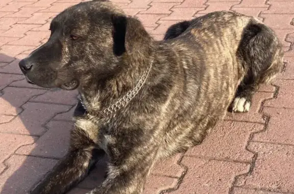 Найдена собака возле магазина Коробок на Ленинградской