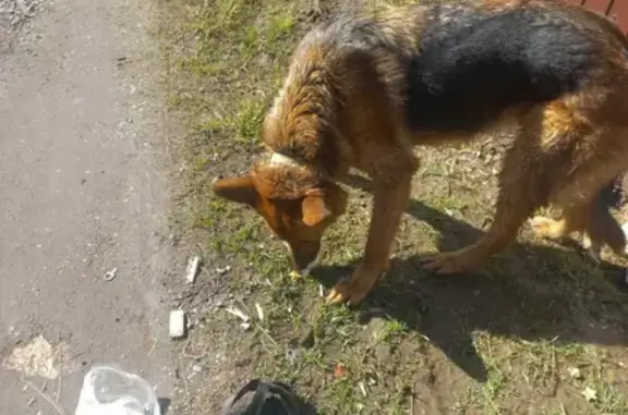 Найдена собака в Истре, СНТ Старт