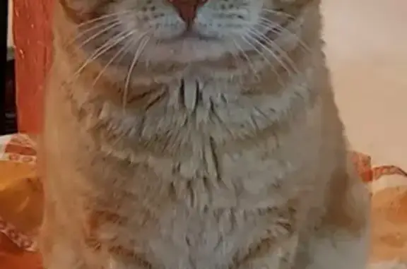 Объявления о пропавших и найденных животных, Усть-Ивановка, фото: Пропала кошка Мацик на ул. Ленина, Усть-Ивановка