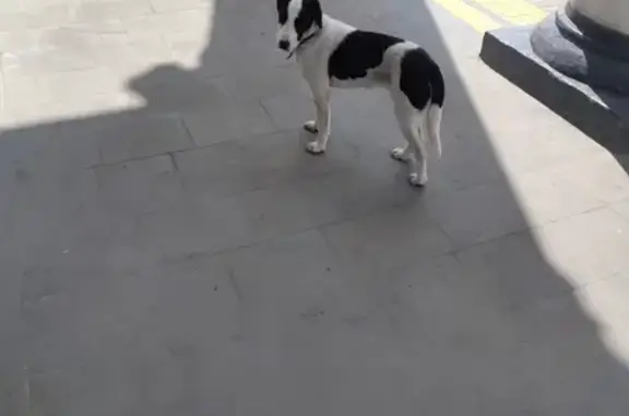 Найдена собака возле вокзала в Минеральных Водах