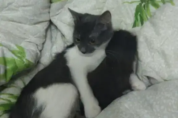 Кошки потеряшки, Набережные Челны, фото: Потеряшка кошка в Набережных Челнах 50/12