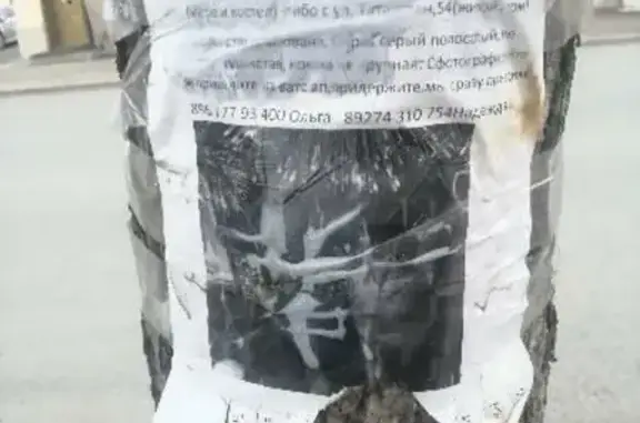 Кошки потеряшки, Казань, фото: Потеряшка серая кошка с улицы Татарстан или Нариманова