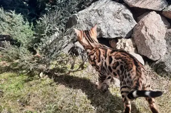 Кошки потеряшки, Санкт-Петербург, фото: Потеряшка Бенгальская кошка возле Пятёрочки, ул. Бурцева, д.23, СПб