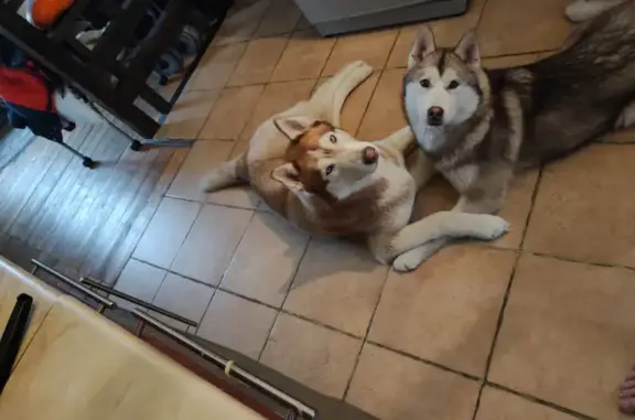 Собаки потеряшки, Ёлкино, фото: Потеряшкаи две хаски в Ёлкино, нужна помощь!