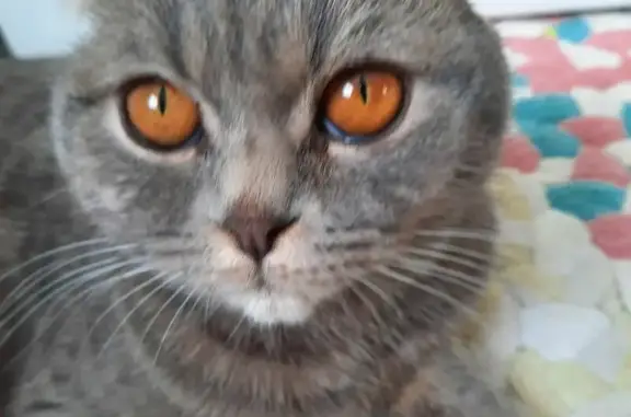 Пропала кошка Маруся в Зареченском, просьба помочь.