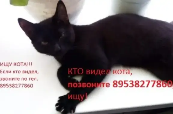 Пропал чёрный кот Уголёк на ул. 40 лет Октября, 3, Бисерть.