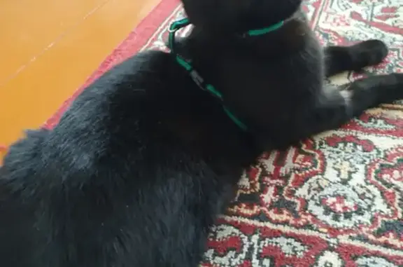 Кошки потеряшки, Казань, фото: Потеряшка черная кошка с адресником на Земледельческой, Казань