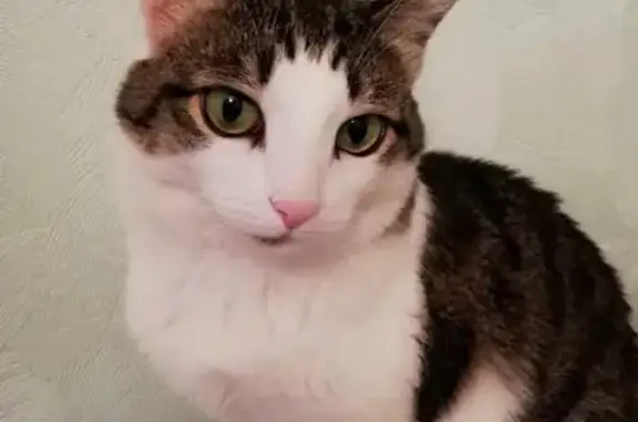 Кошки потеряшки, Набережные Челны, фото: Потеряшка кошка в Набережных Челнах: адрес - 9к-с (пос. ГЭС)