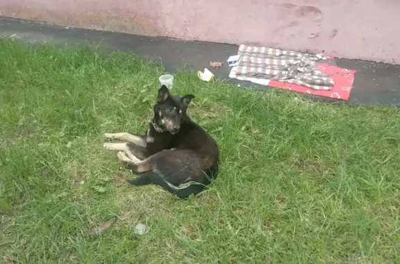 Собака найдена на улице Веденяпина, 6А в Нижнем Новгороде.