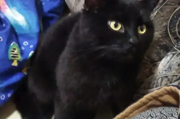 Пропала черная кошка Кот в Саратове, Новосамарский проезд 18.