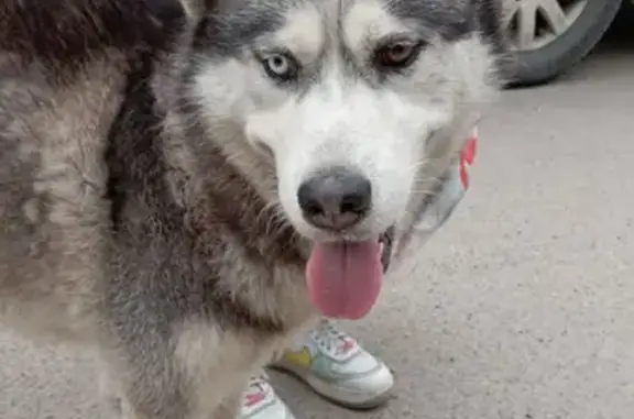 Найдена собака Хаски на Ставропольской 236А