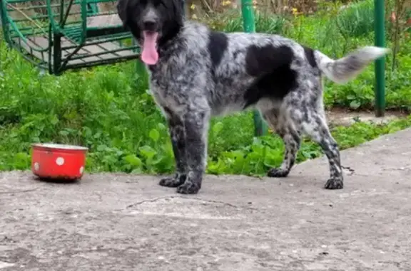 Найден породистый охотничий пес на Портовой, 324
