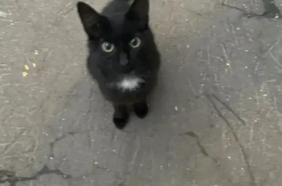 Потеряшка: Чёрный котёнок на Новочеркасском бульваре, 49