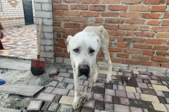 Найдена собака в Прямицыно на Фруктовой улице