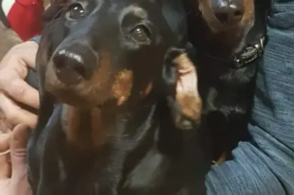 Собаки потеряшки, Кукобойское, фото: Потеряшкаи две таксы в Ярославской области, Всехсвятское, с. Кукобой.