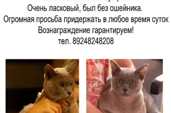 Пропала кошка в Новой Москве, ул. Братьев Гримм, 14