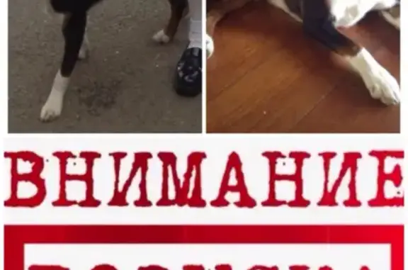 Пропала собака Фенотип спаниеля на Советской улице 13