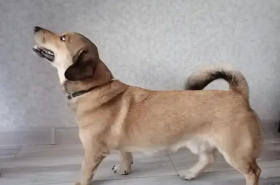 Найдена собака на улице Молодогвардейцев, Челябинск