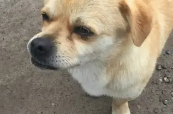 Пропала собака на 2-й Землемерной, Казань.