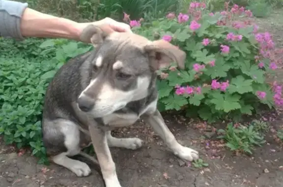 Найдена собака на Ростовском шоссе, ищет хозяина или новый дом.