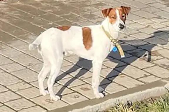 Пропала собака на 2-й Краснодарской улице, Ростов-на-Дону