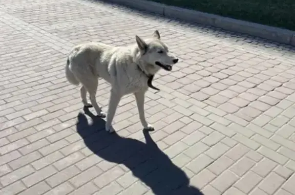 Собака на Московском проспекте, ищет хозяина.