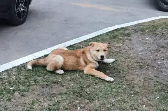 Найден щенок на улице Побежимова, Казань