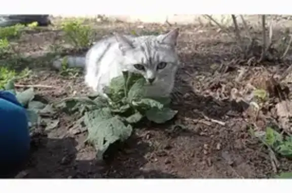 Найдена бело-серая кошка на бульваре Будённого, 5 в Тольятти