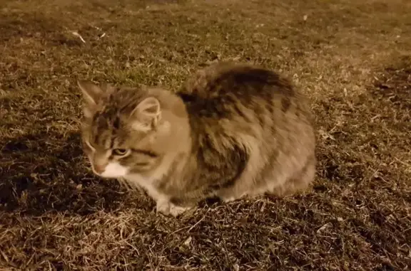 Пропала кошка Котик, найдена в парке 70-летия Победы, Москва