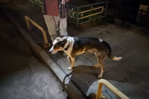 Найдена дружелюбная собака на Костромской улице, Москва