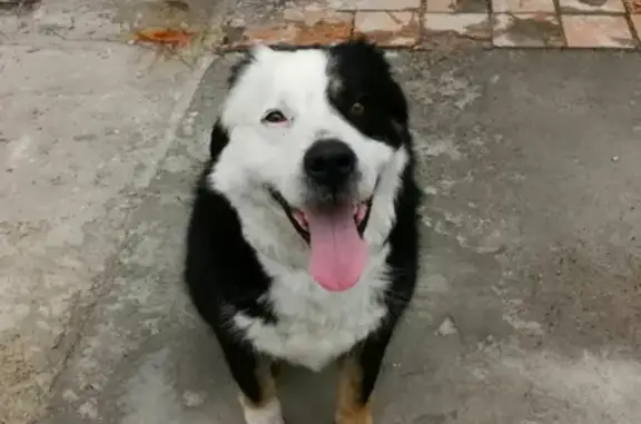 Найден пес в Копнино, Раменский район