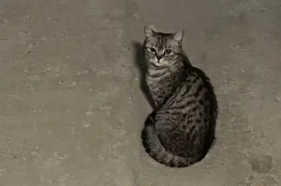 Ласковая кошка на 4-й Промышленной улице, Гайдук.