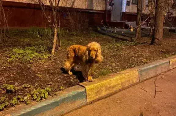 Собака найдена на 9-й Парковой улице, Москва.
