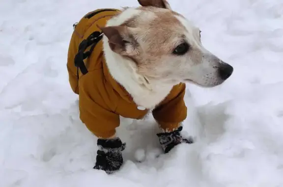 Пропала взрослая собака Джек Рассел в д Ананьино, Московская область