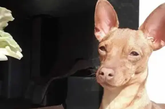 Собаки потеряшки, Томск, фото: Потеряшка собака Барт на ул. Потанина, 20, Томск