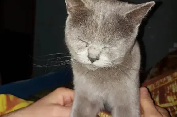 Найдена кошка на пр. Кулакова, 6Г, Ставрополь