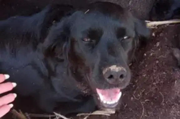 Собака Спаниель найдена в Бурмистрово, Новосибирская область