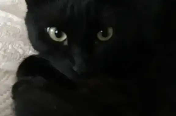 Кошки потеряшки, Ярославль, фото: Потеряшка кот Альф, адрес: Тепловой пер. 4 к.2, Ярославль