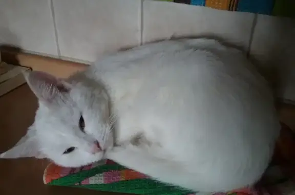 Пропала белая кошка возрастом 1 год на Лазутинской трассе, Одинцово.